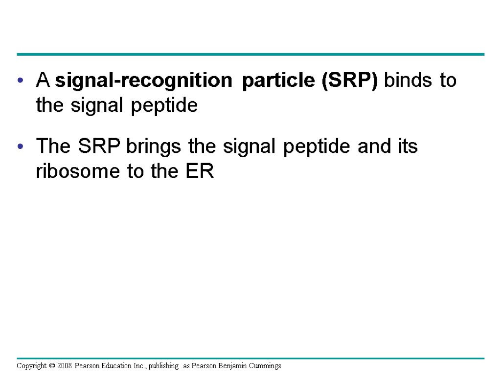 A signal-recognition particle (SRP) binds to the signal peptide The SRP brings the signal